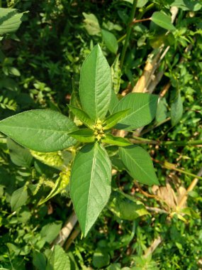 Euphorbia heterophylla, diğer bilinen adıyla ateş bitkisi, boya öforbi, Japon poinsettia, çöl poinsettia, vahşi noktassettia, dağdaki ateş, boyalı yaprak, boyalı spurge, süt tohumu ve kaliko bitkisi..