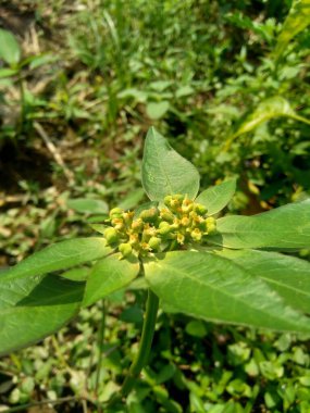 Euphorbia heterophylla, diğer bilinen adıyla ateş bitkisi, boya öforbi, Japon poinsettia, çöl poinsettia, vahşi noktassettia, dağdaki ateş, boyalı yaprak, boyalı spurge, süt tohumu ve kaliko bitkisi..