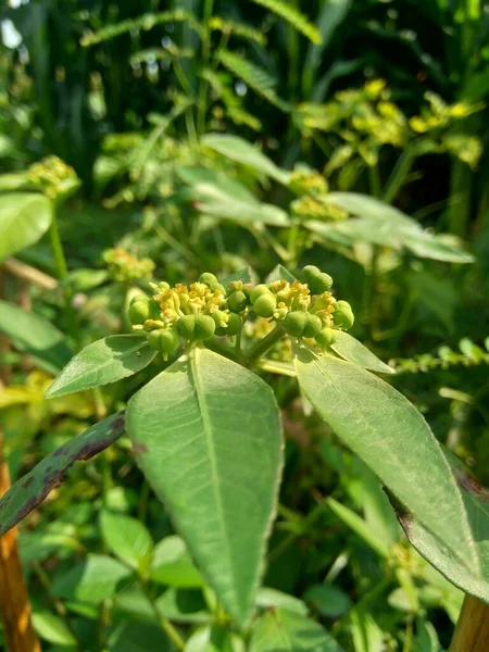 Euphorbia Heterophylla También Conocida Como Planta Fuego Euforbia Pintada Poinsettia — Foto de Stock