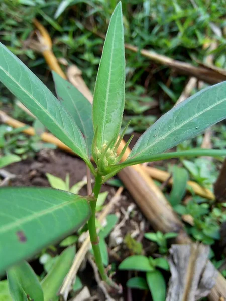 Euphorbia Heterophylla Diğer Bilinen Adıyla Ateş Bitkisi Boya Öforbi Japon — Stok fotoğraf