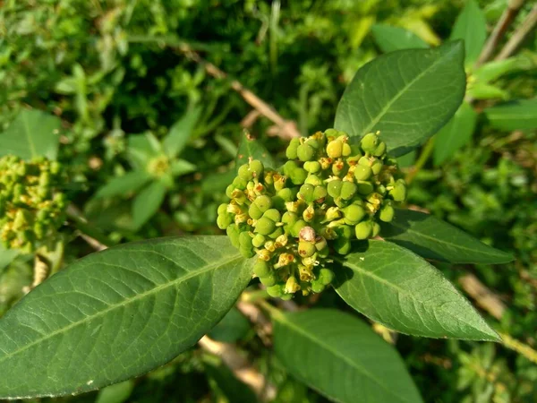 Euphorbia Heterophylla Aussi Connue Comme Plante Incendie Euphorbe Peinte Poinsettia — Photo