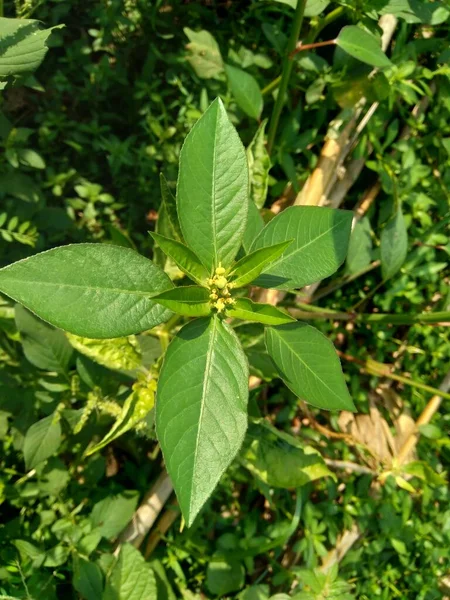 Euphorbia Heterophylla También Conocida Como Planta Fuego Euforbia Pintada Poinsettia —  Fotos de Stock