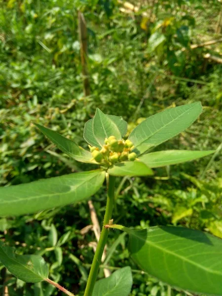 Euphorbia Heterophylla También Conocida Como Planta Fuego Euforbia Pintada Poinsettia — Foto de Stock