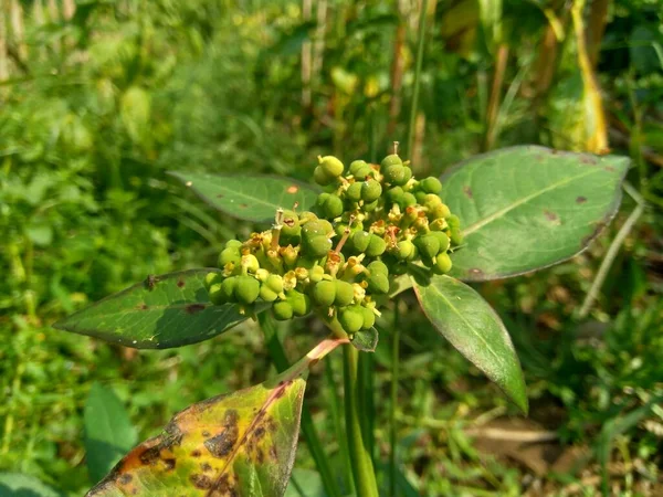 Euphorbia Heterophylla Nota Anche Pianta Fuoco Euforbia Dipinta Poinsettia Giapponese — Foto Stock