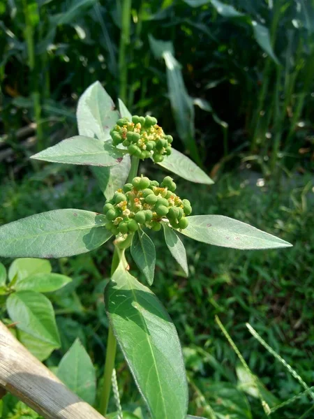 Euphorbia Heterophylla También Conocida Como Planta Fuego Euforbia Pintada Poinsettia — Foto de Stock