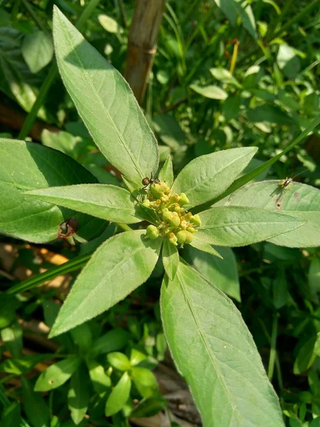 Euphorbia Heterophylla Diğer Bilinen Adıyla Ateş Bitkisi Boya Öforbi Japon — Stok fotoğraf