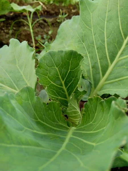 Young Cabbage Plant Field Cabbage Leafy Green Red Purple White — Stock Photo, Image