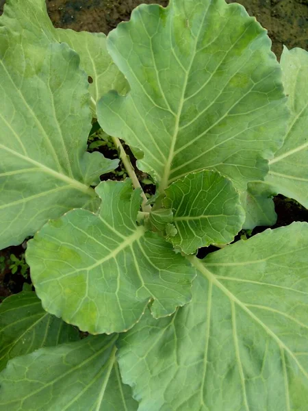 Young Cabbage Plant Field Cabbage Leafy Green Red Purple White — Stock Photo, Image