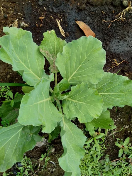 Young Cabbage Plant Field Cabbage Leafy Green Red Purple White — Stock Photo, Image