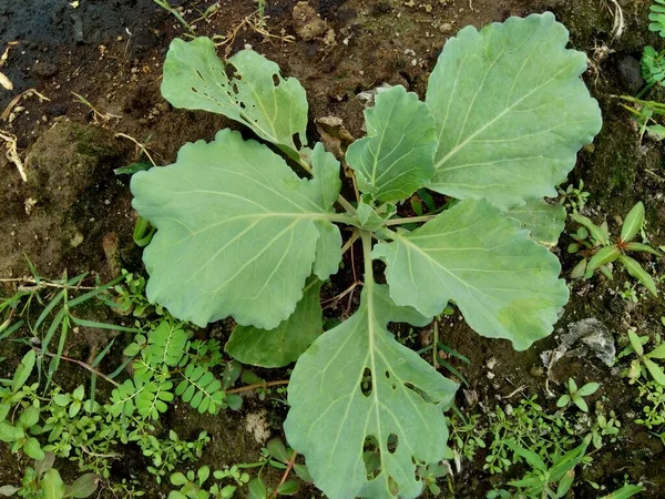 Young cabbage plant on the field Cabbage is a leafy green, red (purple), or white (pale green) biennial plant grown as an annual vegetable crop for its dense-leaved heads.