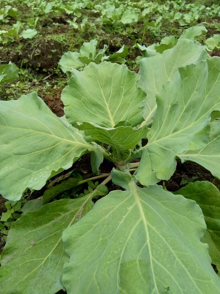 Young Cabbage Plant Field Cabbage Leafy Green Red Purple White — Stock Photo, Image