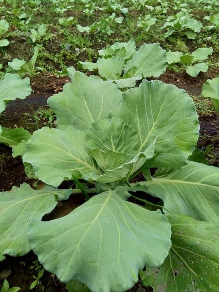 Young Cabbage Plant Field Cabbage Leafy Green Red Purple White — Stock Photo, Image