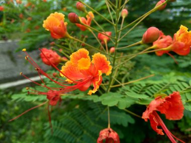 Caesalpinia pulcherrima (ayrıca poinciana, tavus kuşu çiçeği, kırmızı cennet kuşu, Meksika cennet kuşu, cüce puantiyesi, Barbados 'un gururu, flos pavonis, flamboyant-de-jardin, kembang merak).