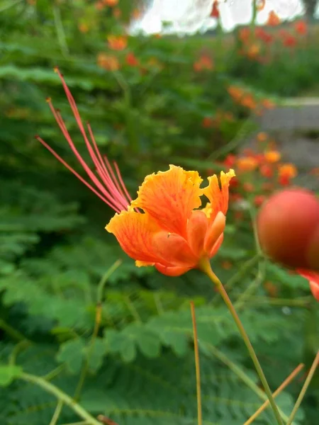 Caesalpinia Pulcherrima Também Chamado Poinciana Flor Pavão Pássaro Vermelho Paraíso — Fotografia de Stock