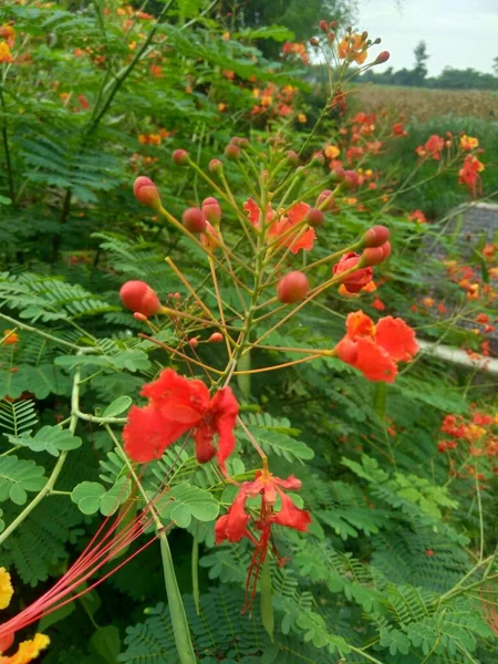 Caesalpinia Pulcherrima Zwana Również Poinciana Kwiat Pawia Czerwony Rajski Ptak — Zdjęcie stockowe