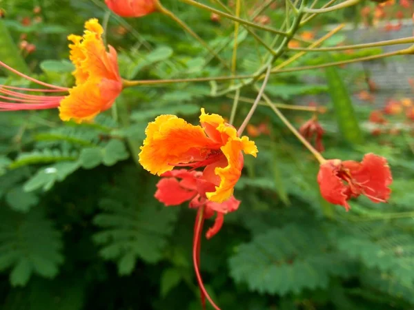 Caesalpinia Pulcherrima Zwana Również Poinciana Kwiat Pawia Czerwony Rajski Ptak — Zdjęcie stockowe