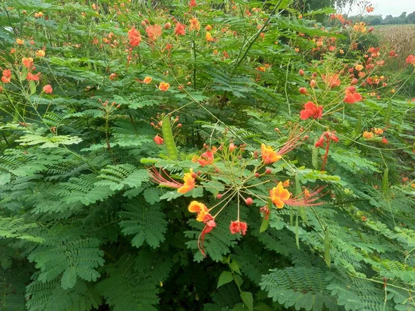 Caesalpinia Pulcherrima Называется Poinciana Павлин Цветок Красная Райская Птица Мексиканская — стоковое фото