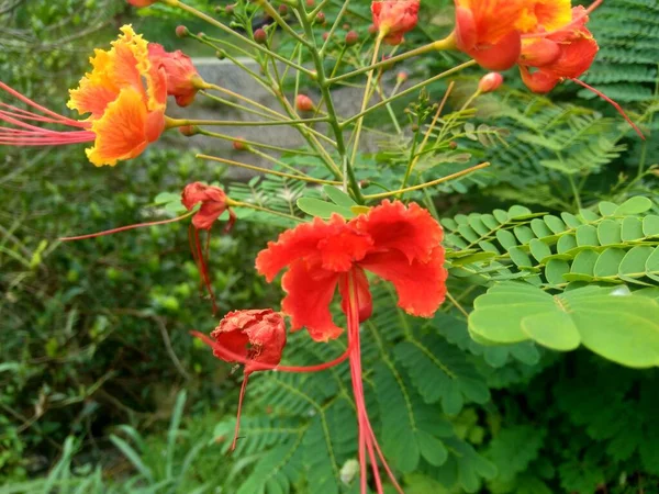 Caesalpinia Pulcherrima Zwana Również Poinciana Kwiat Pawia Czerwony Rajski Ptak — Zdjęcie stockowe