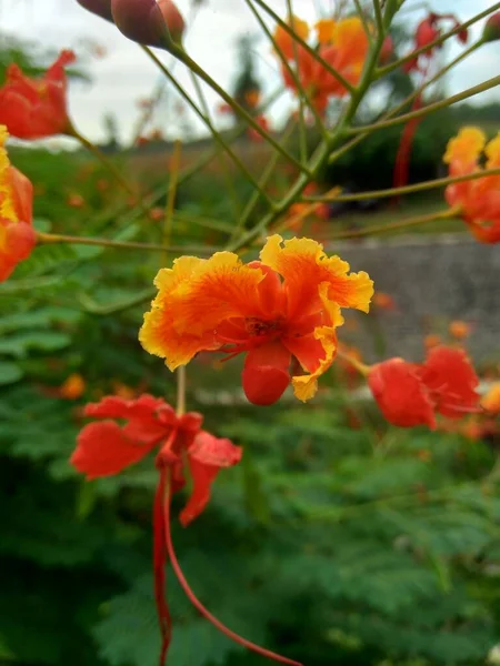 Caesalpinia Pulcherrima Más Néven Poinciana Pávavirág Vörös Paradicsommadár Mexikói Paradicsommadár — Stock Fotó