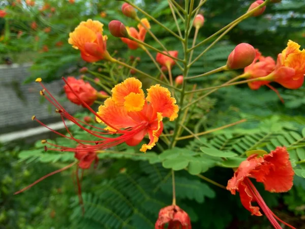 Caesalpinia Pulcherrima También Llamada Poinciana Flor Pavo Real Ave Roja — Foto de Stock