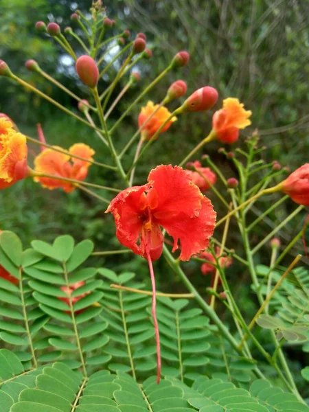 Caesalpinia Pulcherrima Also Called Poinciana Peacock Flower Red Bird Paradise — Stock Photo, Image