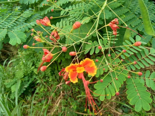 Caesalpinia Pulcherrima Also Called Poinciana Peacock Flower Red Bird Paradise — Stock Photo, Image