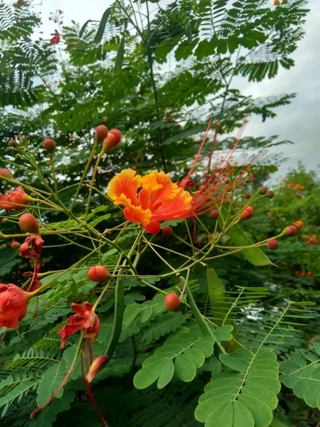 Caesalpinia Pulcherrima Называется Poinciana Павлин Цветок Красная Райская Птица Мексиканская — стоковое фото