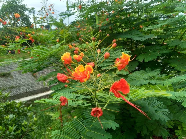 Caesalpinia Pulcherrima También Llamada Poinciana Flor Pavo Real Ave Roja — Foto de Stock