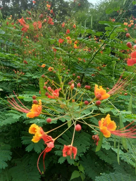 Caesalpinia Pulcherrima Also Called Poinciana Peacock Flower Red Bird Paradise — Stock Photo, Image