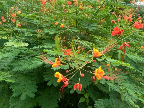 Caesalpinia Pulcherrima Also Called Poinciana Peacock Flower Red Bird Paradise — Stock Photo, Image