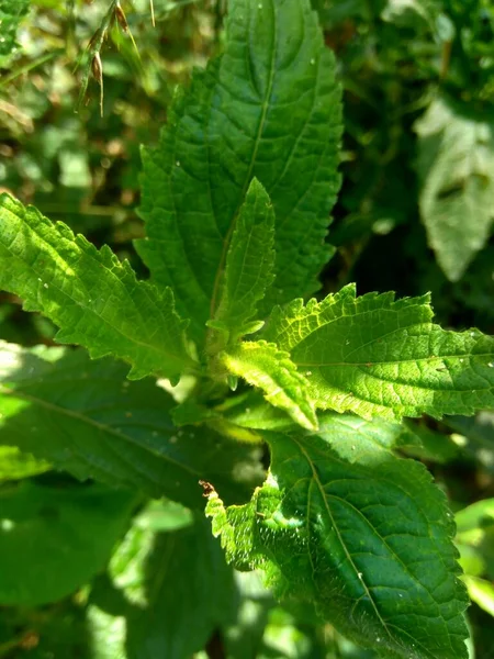 Menthe Brousse Également Appelée Menthe Brousse Menthe Musquée Menthe Musquée — Photo