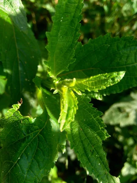 Mentine Chiamate Anche Menta Grappolo Menta Muschiata Menta Muschiata Con — Foto Stock