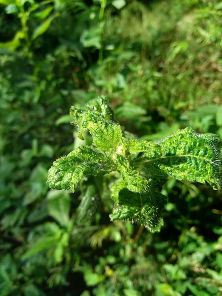 Mentine Chiamate Anche Menta Grappolo Menta Muschiata Menta Muschiata Con — Foto Stock