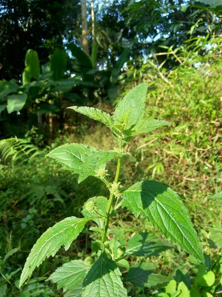 Bushmints Ook Cluster Bushmint Muskusachtige Bushmint Muskusmunt Genoemd Met Een — Stockfoto