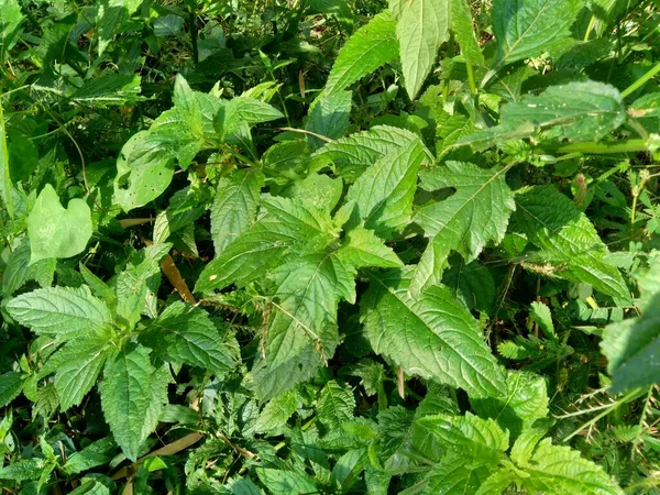 Bushments Numit Mentă Cluster Mentă Moscoasă Mentă Moscoasă Fundal Natural — Fotografie, imagine de stoc