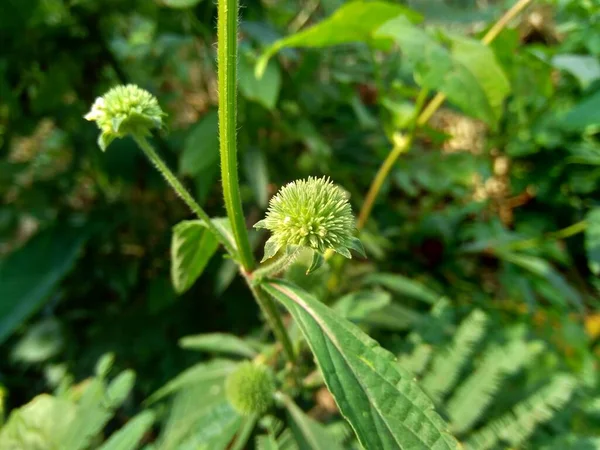 Menthe Brousse Également Appelée Menthe Brousse Menthe Musquée Menthe Musquée — Photo