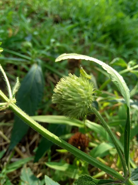 Menthe Brousse Également Appelée Menthe Brousse Menthe Musquée Menthe Musquée — Photo