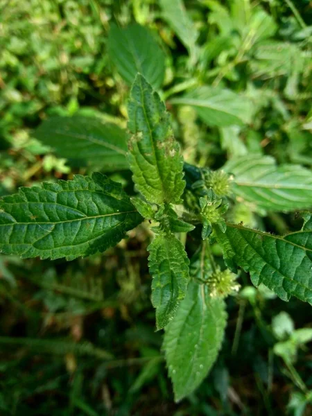 Mentas Silvestres También Llamadas Menta Racimo Menta Almizclera Menta Almizclera — Foto de Stock