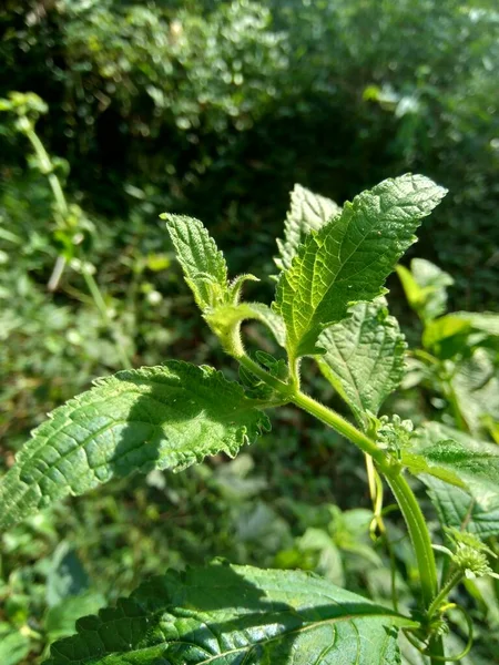 Menthe Brousse Également Appelée Menthe Brousse Menthe Musquée Menthe Musquée — Photo