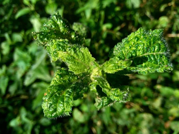 Mentine Chiamate Anche Menta Grappolo Menta Muschiata Menta Muschiata Con — Foto Stock