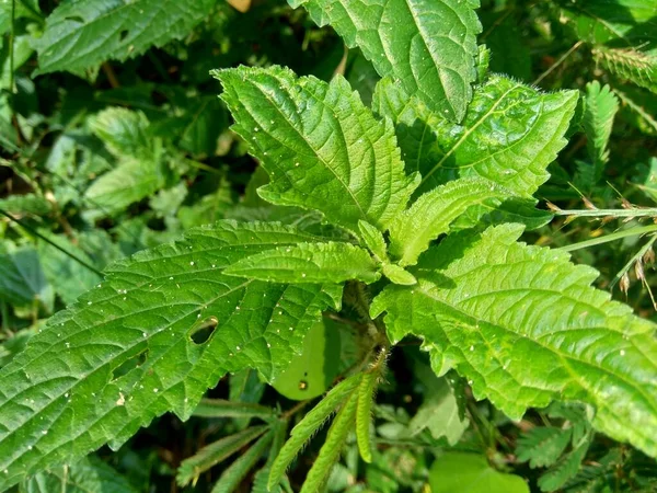 Bushmints Also Called Cluster Bushmint Musky Bushmint Musky Mint Natural — Stock Photo, Image