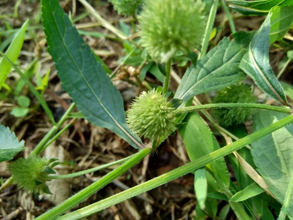 Hortelã Mato Também Chamada Menta Hortelã Almiscarada Hortelã Almiscarada Com — Fotografia de Stock