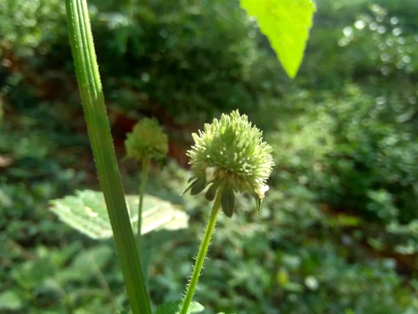 Mentas Silvestres También Llamadas Menta Racimo Menta Almizclera Menta Almizclera — Foto de Stock