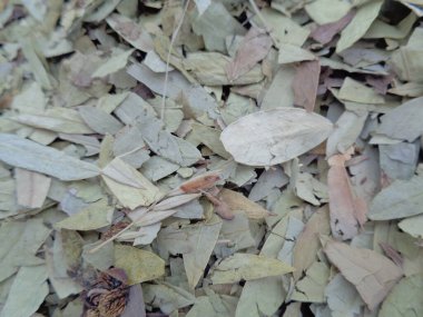 Kurutulmuş Senna Alexandrina (ayrıca daun jati tiongkok, daun jati china olarak da bilinir) beyaz arka planla ayrılmaktadır. Bu yapraklar genellikle bitki çayı olarak kullanılır. Bu çay ferahlatıcı ve özel bir kokusu var..