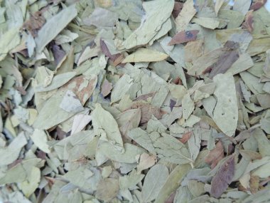 Kurutulmuş Senna Alexandrina (ayrıca daun jati tiongkok, daun jati china olarak da bilinir) beyaz arka planla ayrılmaktadır. Bu yapraklar genellikle bitki çayı olarak kullanılır. Bu çay ferahlatıcı ve özel bir kokusu var..