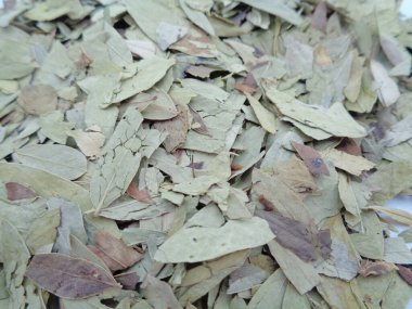 Kurutulmuş Senna Alexandrina (ayrıca daun jati tiongkok, daun jati china olarak da bilinir) beyaz arka planla ayrılmaktadır. Bu yapraklar genellikle bitki çayı olarak kullanılır. Bu çay ferahlatıcı ve özel bir kokusu var..