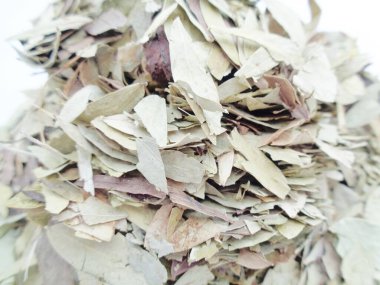 Kurutulmuş Senna Alexandrina (ayrıca daun jati tiongkok, daun jati china olarak da bilinir) beyaz arka planla ayrılmaktadır. Bu yapraklar genellikle bitki çayı olarak kullanılır. Bu çay ferahlatıcı ve özel bir kokusu var..