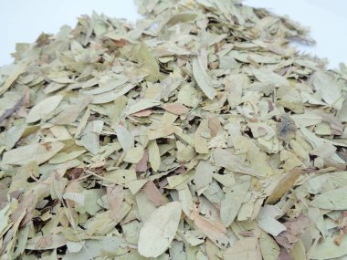 Kurutulmuş Senna Alexandrina (ayrıca daun jati tiongkok, daun jati china olarak da bilinir) beyaz arka planla ayrılmaktadır. Bu yapraklar genellikle bitki çayı olarak kullanılır. Bu çay ferahlatıcı ve özel bir kokusu var..