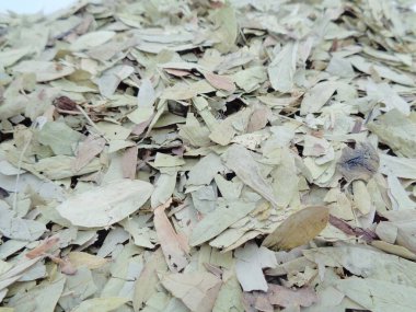Kurutulmuş Senna Alexandrina (ayrıca daun jati tiongkok, daun jati china olarak da bilinir) beyaz arka planla ayrılmaktadır. Bu yapraklar genellikle bitki çayı olarak kullanılır. Bu çay ferahlatıcı ve özel bir kokusu var..