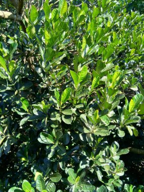 Yeşil Jack meyvesi yaprakları doğal arkaplanlı. Jack meyvesi (ayrıca Jack ağacı, Artocarpus heterophyllus, nangka olarak da bilinir) incir, dut ve ekmek meyvesi (Moraceae) familyasından bir ağaç türüdür.).